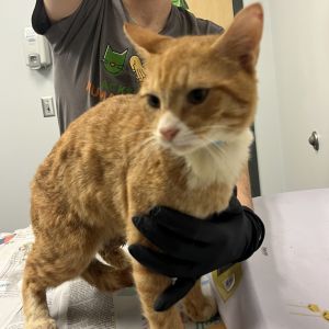 Hansel, Young Male Domestic Short Hair