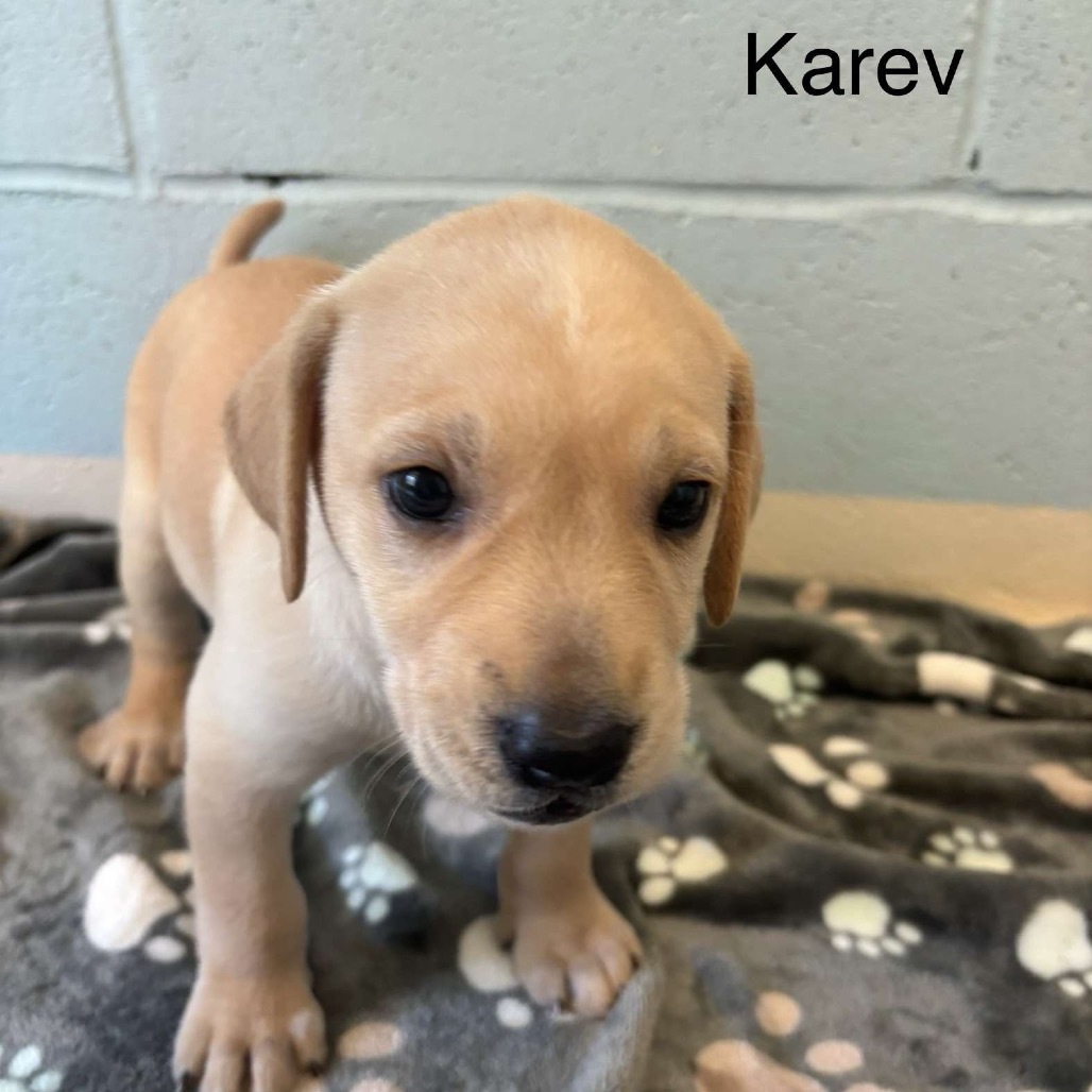 Karev 5903