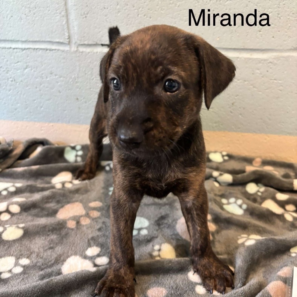Miranda 8447