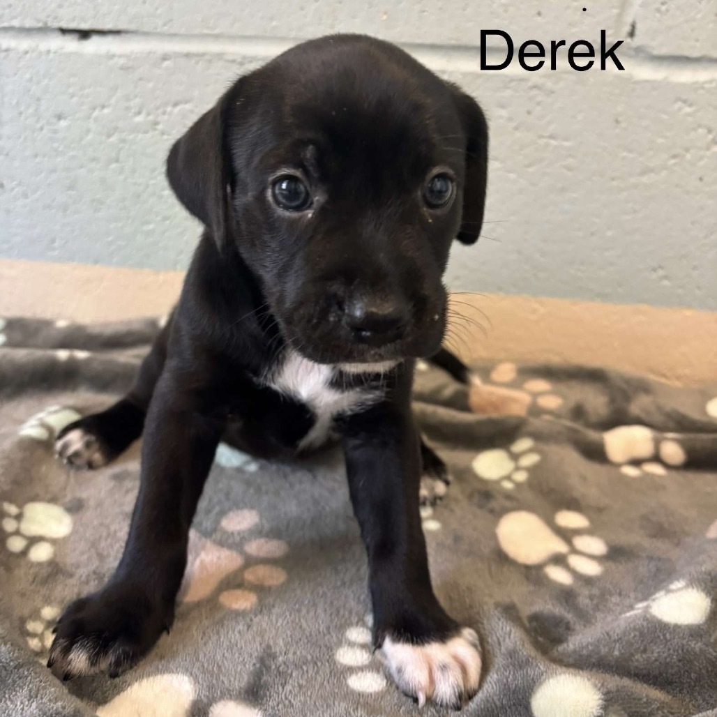 Derek 8958