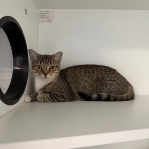 Whiskonce&#39;, Adult Female Domestic Short Hair