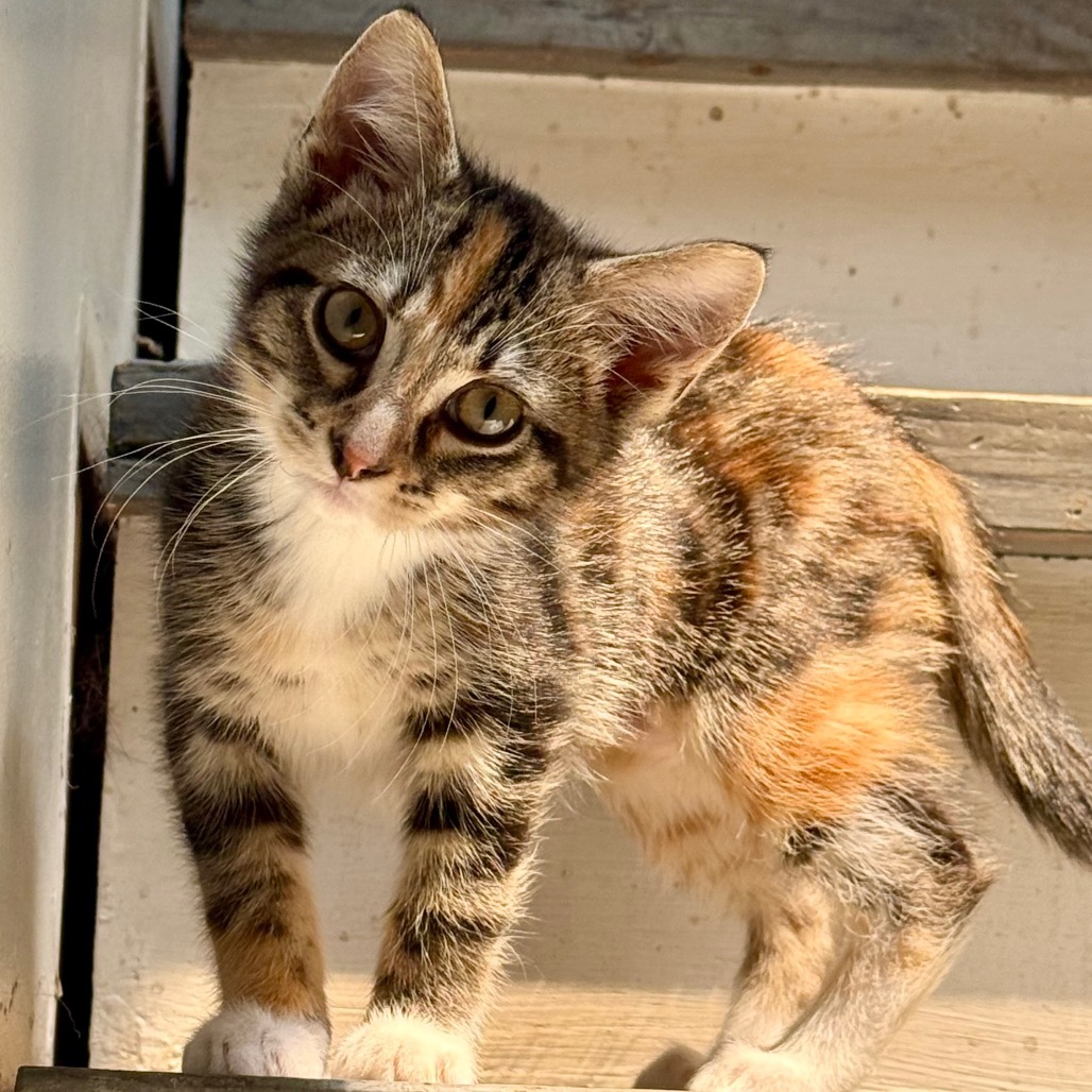 Tigger