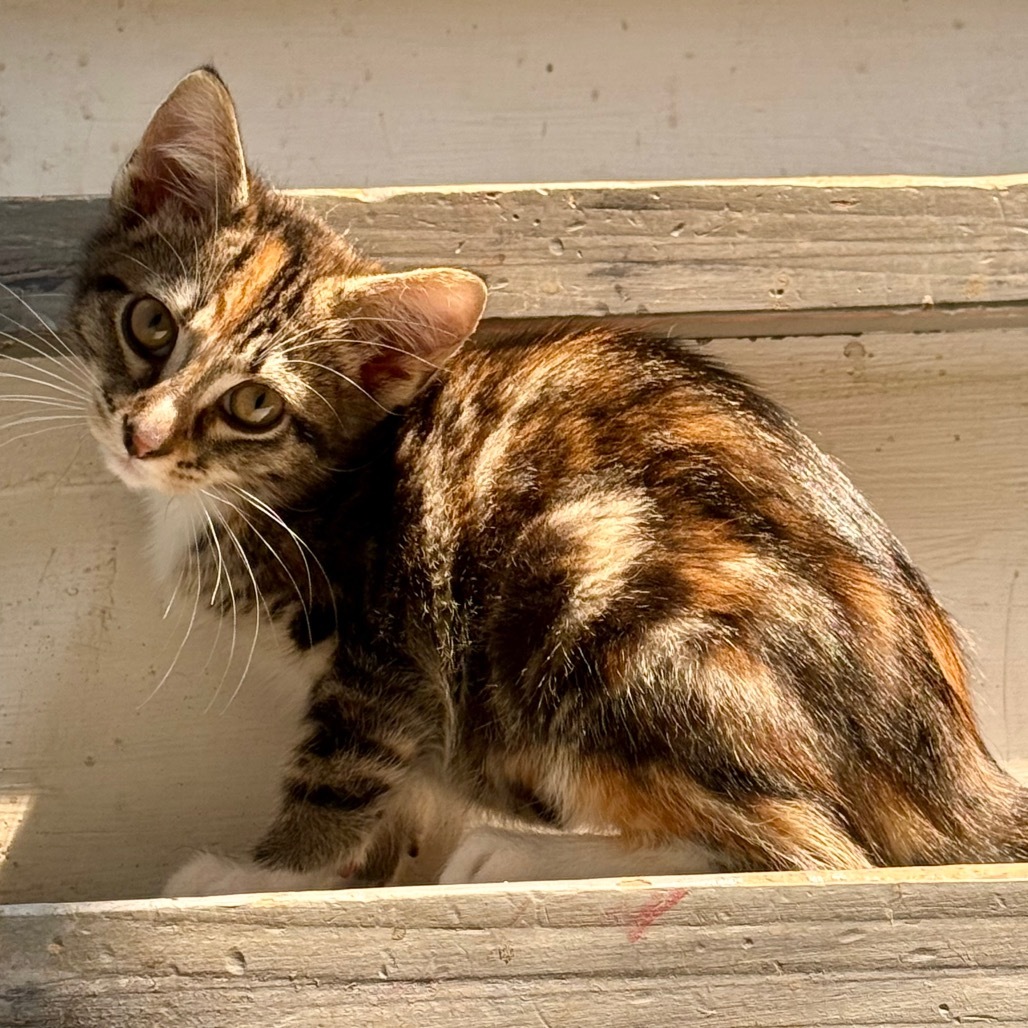 Tigger