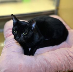 Tokyo, aka Lucy Darling, Young Female Domestic Short Hair