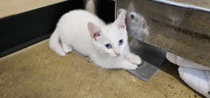 Mentos, Baby Female Domestic Short Hair