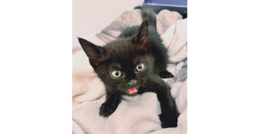 Zora