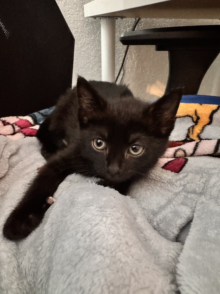 Zora