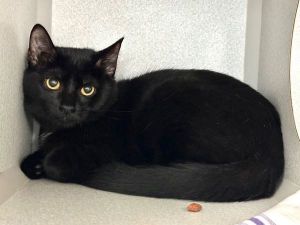 Cher, Young Female Domestic Short Hair