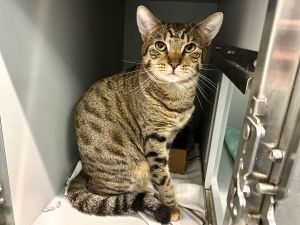 McDreamy Domestic Short Hair Cat