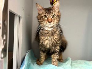 A volunteer writes Six month old Cacao was found roaming the hallway of an apartment building with 
