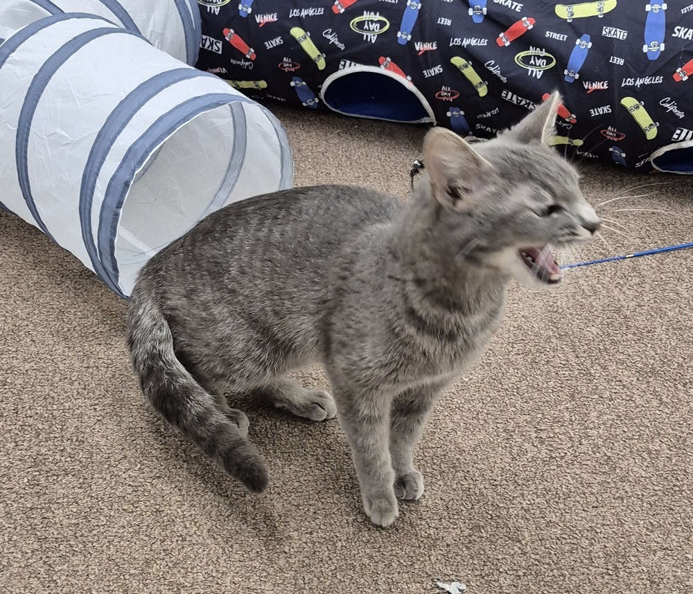 Sybil