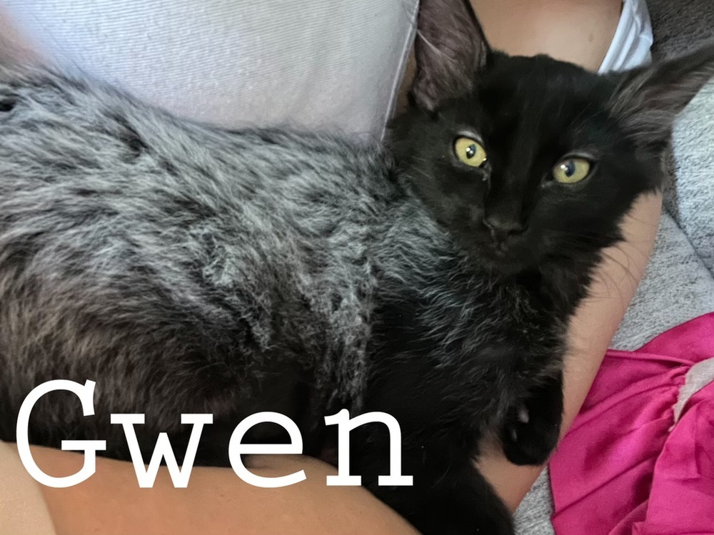 Gwen 0089