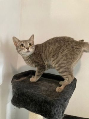 Tortilla Domestic Medium Hair Cat