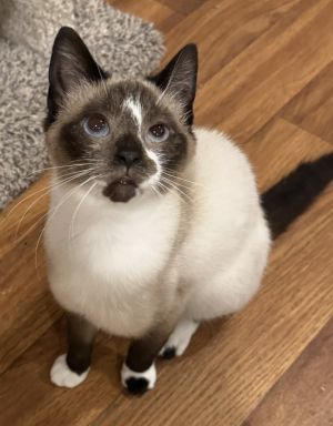 Meadow Meezer, Baby Female Siamese