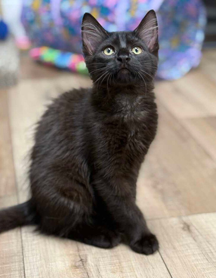 Noir