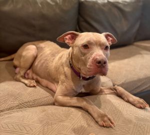 Meet Madam This lovely girl is as sweet as they come She absolutely adores people especially her 