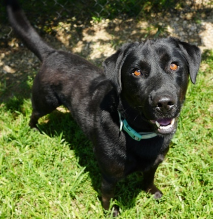 Gunner (Green Collar)-SPONSORED