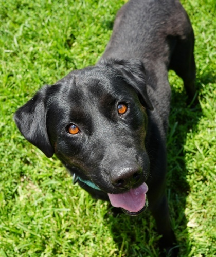 Gunner (Green Collar)-SPONSORED