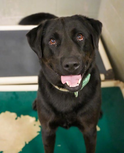 Gunner (Green Collar)-SPONSORED