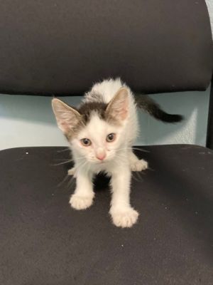 Beach Domestic Short Hair Cat