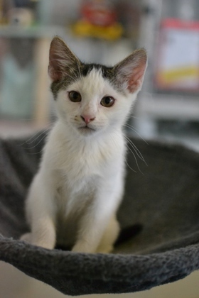 Hi there Im Beach As a kitten Im full of energy and love to play Im the goofy one in