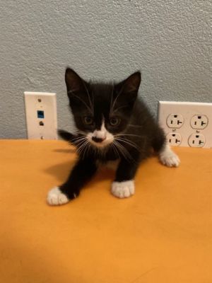 Ocean Domestic Short Hair Cat