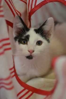 Hi Im Seaweed Im just a little kitten but Ive got a big personality Im friendly and love to 