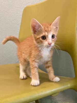 Seashell Domestic Short Hair Cat