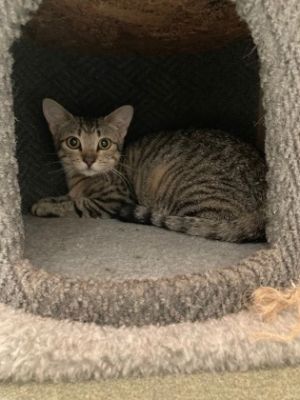 Lace Domestic Medium Hair Cat