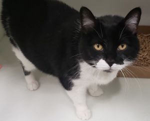 Dilly, Adult Female Domestic Short Hair