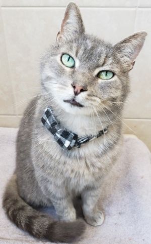Casper, Senior Male Domestic Short Hair
