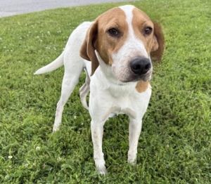 Accord is a handsome young man He has done well with meeting new people even little kids He likes