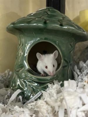Trace dArachides, Baby Male Mouse