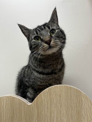 Mew Mew, Young Female unknown