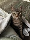 Mew Mew photo 1
