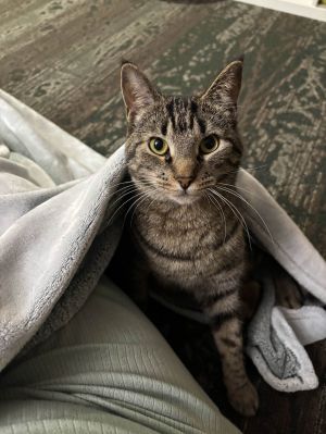 Mew Mew, Young Female unknown
