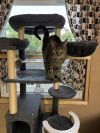 Mew Mew photo 2