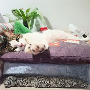 Jimmy, Adult Male Domestic Short Hair
