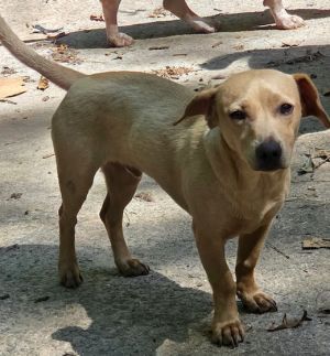 Please contact ADOPTION adoptdoggieharmonyorg for more information about this petFreddy is a sw