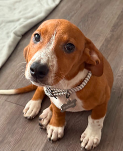Rover Dachshund Dog
