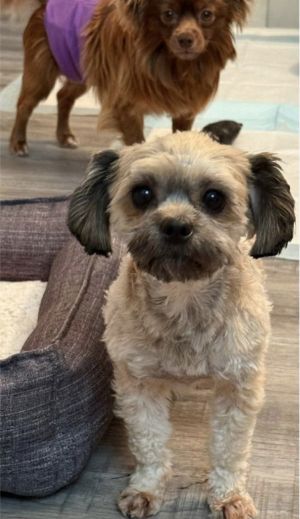 JoJo and Gracie Shih Tzu Dog