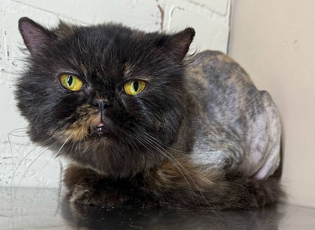 DAISY, an adoptable Persian in Powder Springs, GA, 30127 | Photo Image 1