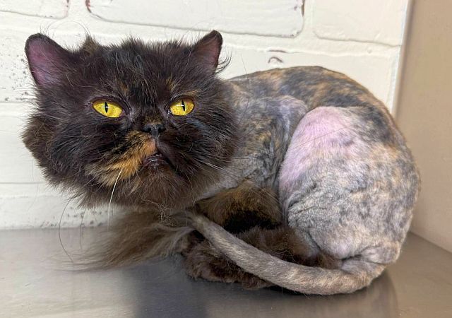 DAISY, an adoptable Persian in Powder Springs, GA, 30127 | Photo Image 2