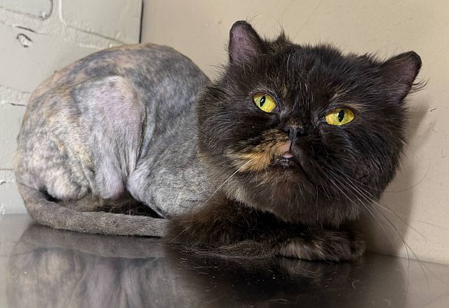 DAISY, an adoptable Persian in Powder Springs, GA, 30127 | Photo Image 3