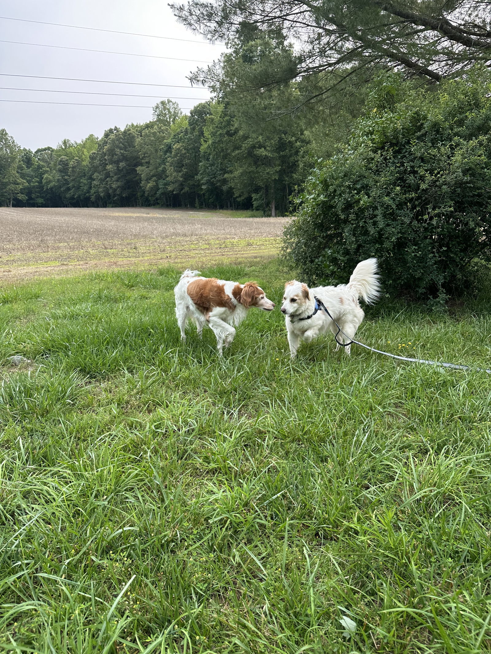 VA/Lucy formerly GA/Dolly