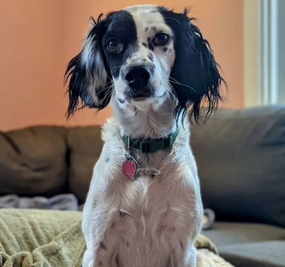 UT/Coconut, an adoptable Brittany Spaniel, Setter in Salt Lake City, UT, 84126 | Photo Image 1