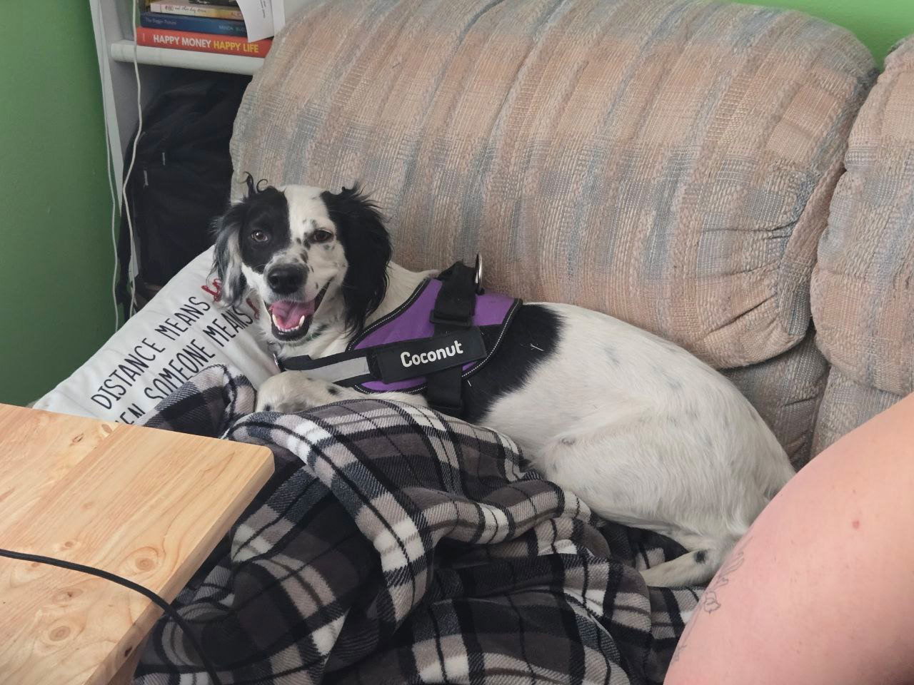 UT/Coconut, an adoptable Brittany Spaniel, Setter in Salt Lake City, UT, 84126 | Photo Image 2