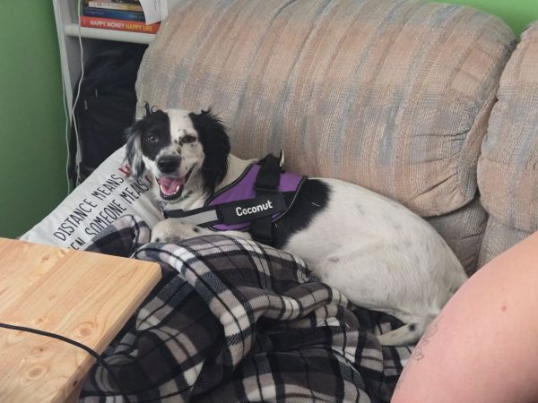 Utcoconut thumbnail 2