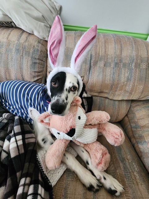 Utcoconut thumbnail 3