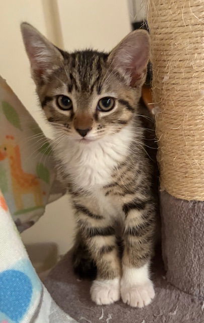 Kitten Honey